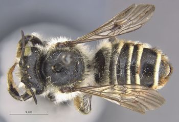 Media type: image;   Entomology 15708 Aspect: habitus dorsal view